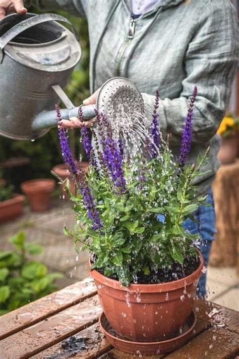 what reading on moisture meter for salvia in containers|growing salvias in pots.